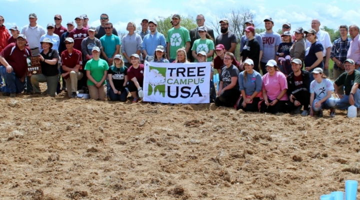 Chestnut Planting